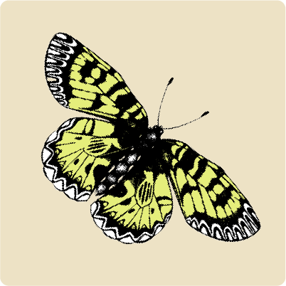 Illustrated butterfly