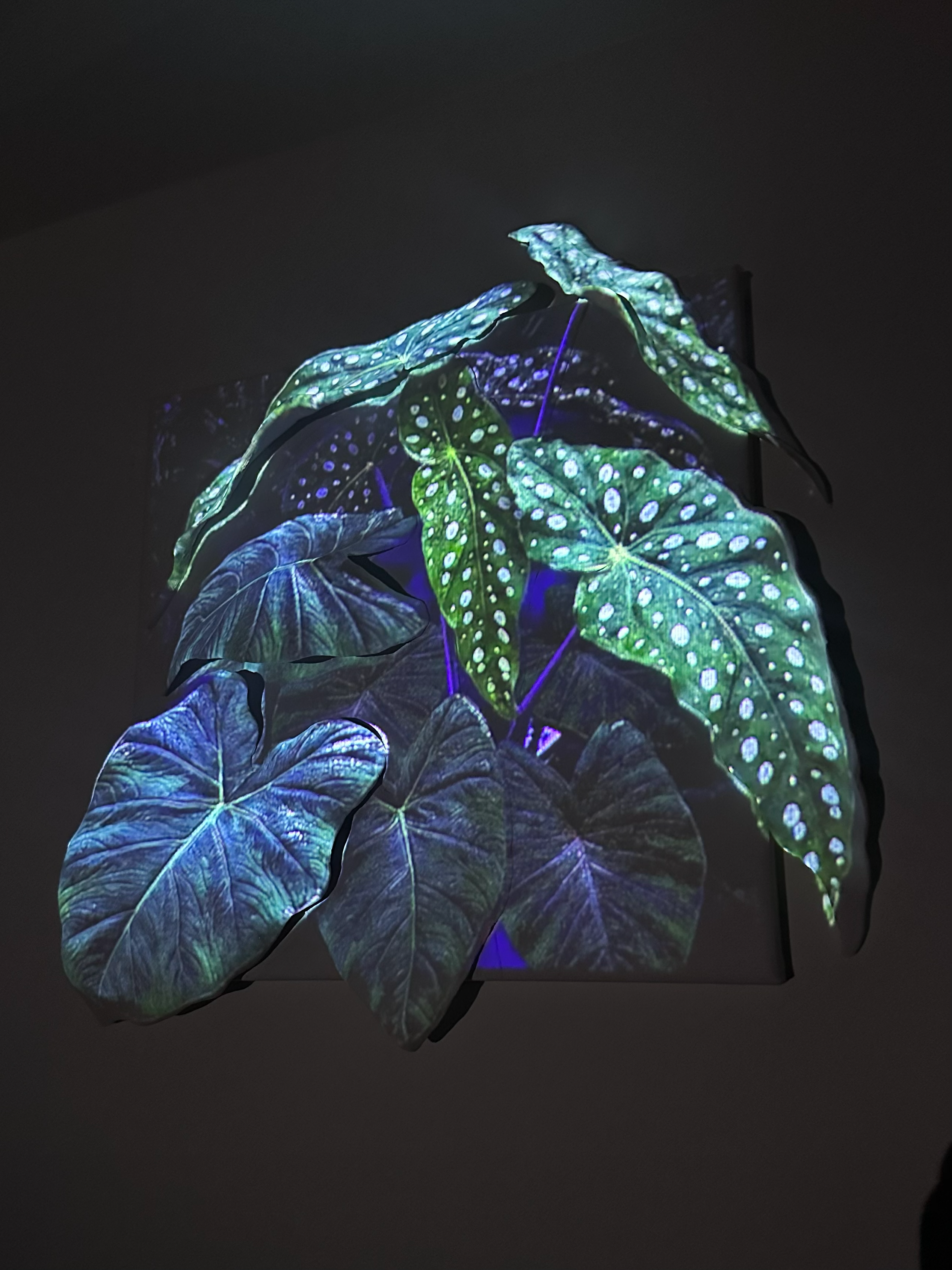 Plant Mapping blue lighting